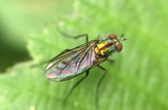 Plagioneurus univittatus