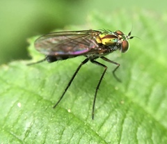 Plagioneurus univittatus
