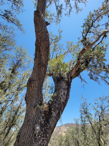 iNaturalist observation photo of Dumosae