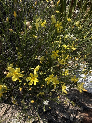 Menodora scabra