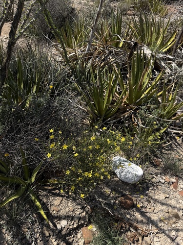 Menodora scabra, photograph 2