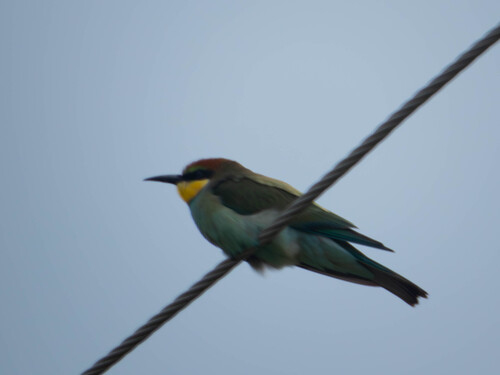 European Bee-eater