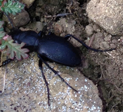 Omus californicus