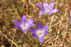 Brodiaea terrestris kernensis