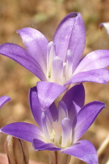 Brodiaea terrestris kernensis