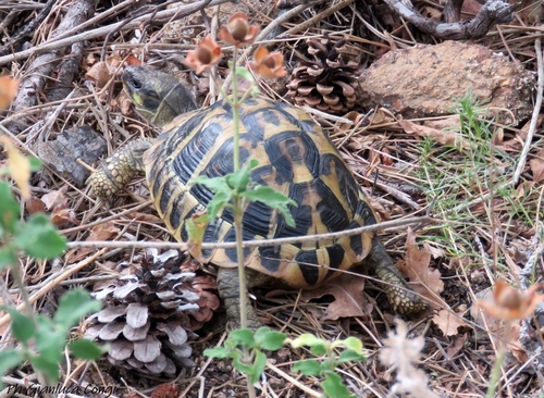 Hermann's Tortoise