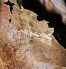 Psilalcis galsworthyi