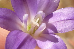Brodiaea terrestris kernensis