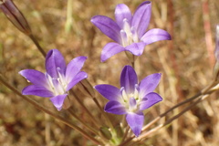 Brodiaea terrestris kernensis