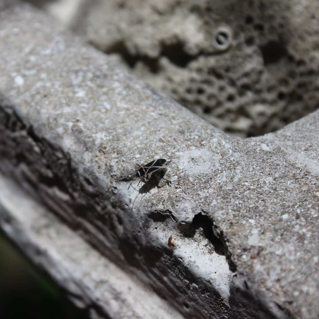 Ochrostomus bilimeki