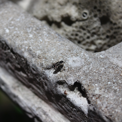 Ochrostomus bilimeki