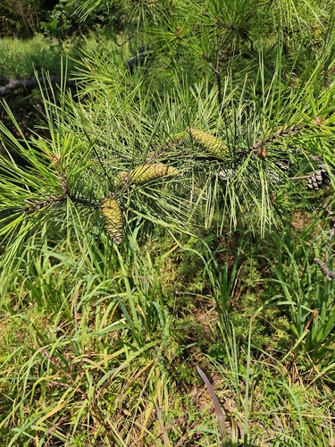 shortleaf pine