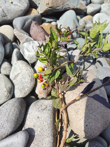 bittersweet nightshade