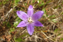 Brodiaea terrestris kernensis
