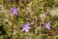Brodiaea terrestris kernensis