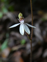 Caladenia minor