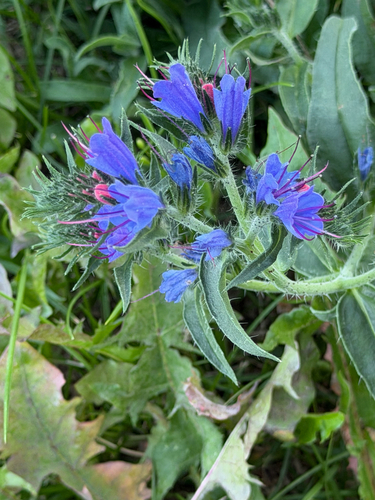 viper's-bugloss