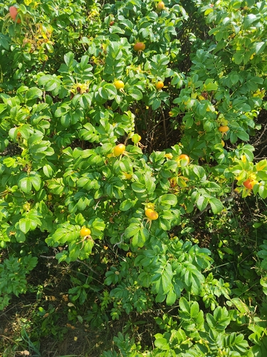 rugosa rose