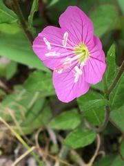 Oenothera rosea