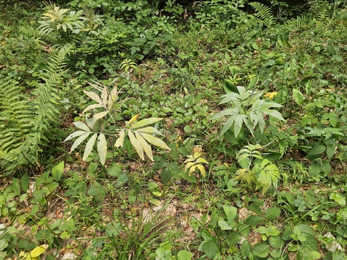 Cardamine heptaphylla, photograph 3