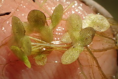 Lemna minuta