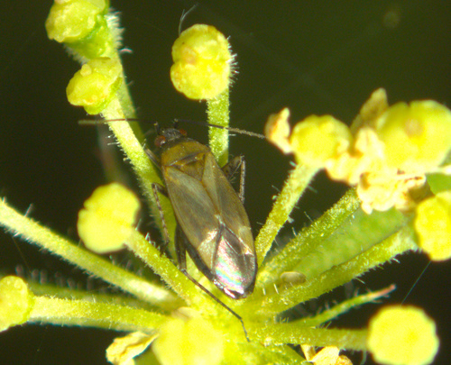Common Nettle Flower Bug