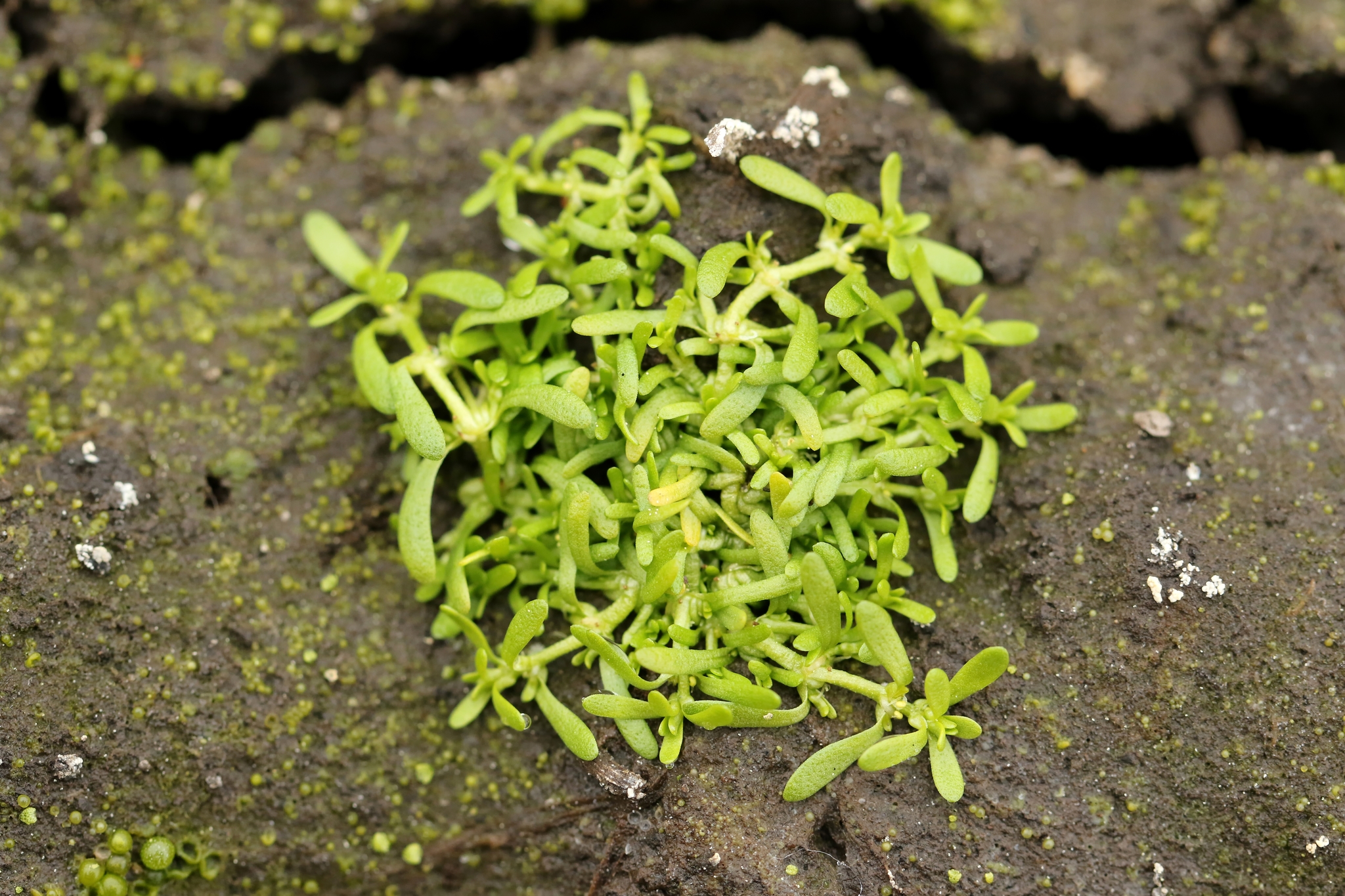 Callitriche marginata