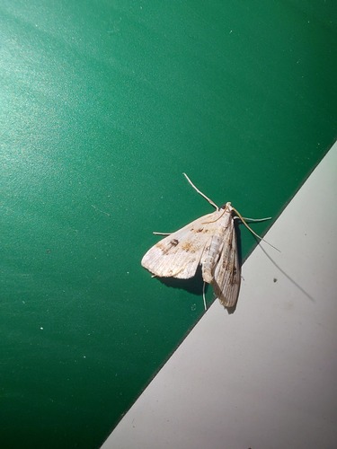 Ringed China-Mark