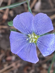 Linum perenne