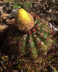 Parodia ottonis