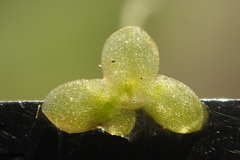 Lemna minuta