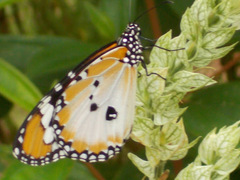 Danaus chrysippus chrysippus