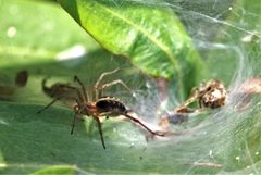 Agelena labyrinthica