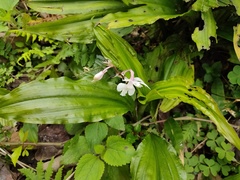 Calanthe arisanensis
