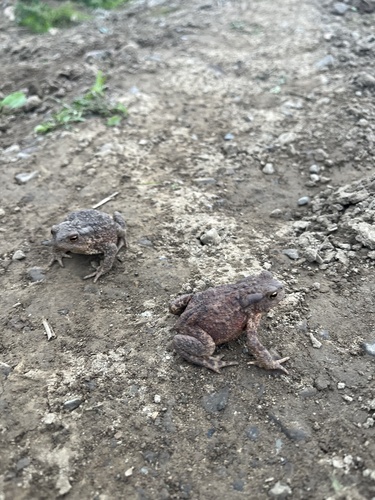European Toad