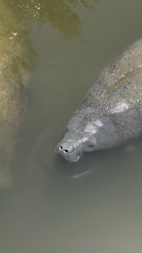 West Indian Manatee observed by cameron2160