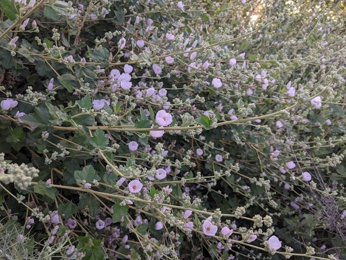 iNaturalist observation photo of southern coastal bushmallow