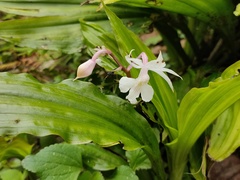 Calanthe arisanensis