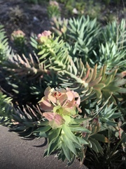 Myrsiniteae