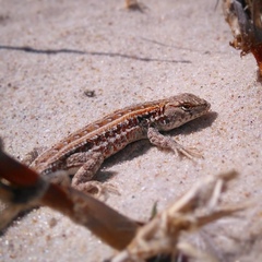 Liolaemus wiegmannii