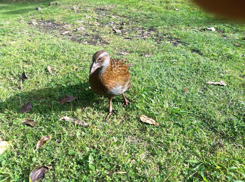 Gallirallus australis