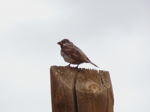 House Sparrow