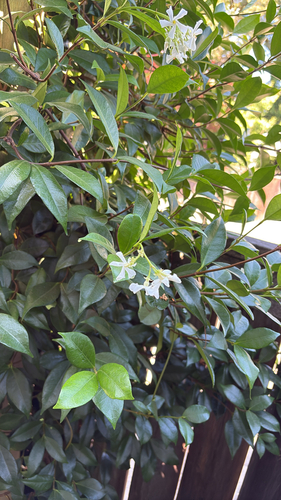 Trachelospermum jasminoides observed 2026-08-09