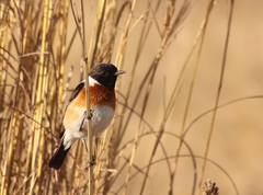 African Stonechat photo 4