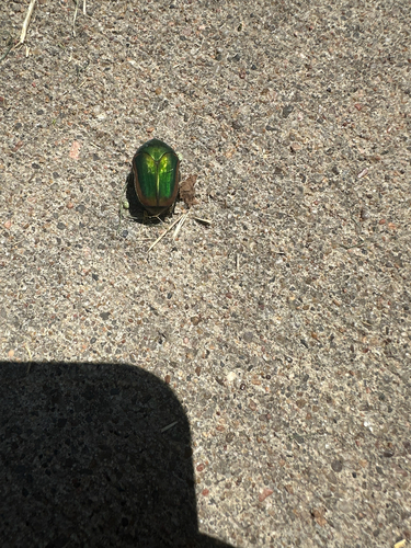 Common Green June Beetle