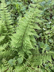 Cystopteris bulbifera