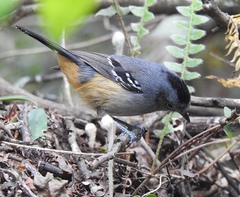 Variable Antshrike photo 2