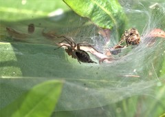 Agelena labyrinthica