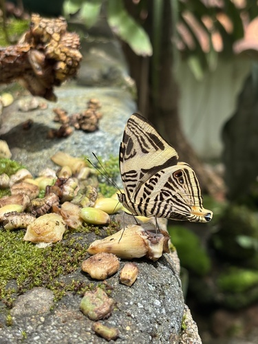 Colobura dirce wolcotti