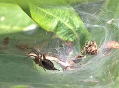Agelena labyrinthica